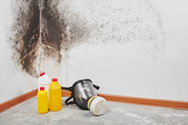 Best Residential Mold Remediation in Buckley, WA