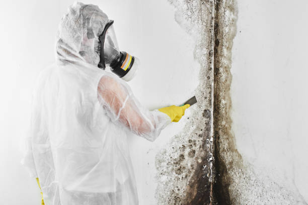 Best Mold Remediation for Specific Building Types in Buckley, WA