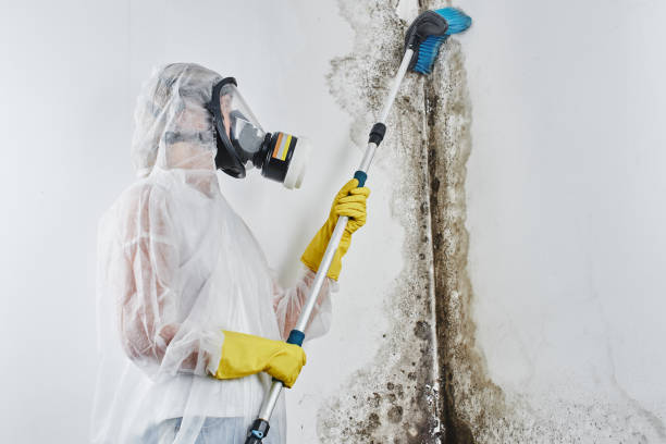 Best Mold Testing and Inspection Services in Buckley, WA
