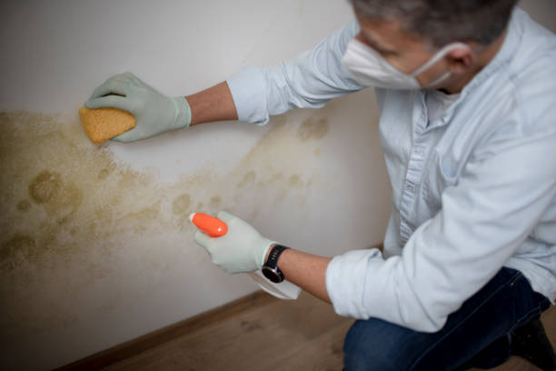 Best Insurance-Related Mold Remediation in Buckley, WA