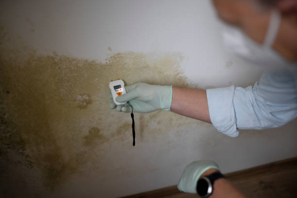 Best Localized Mold Remediation (e.g., coastal areas, humid climates) in Buckley, WA