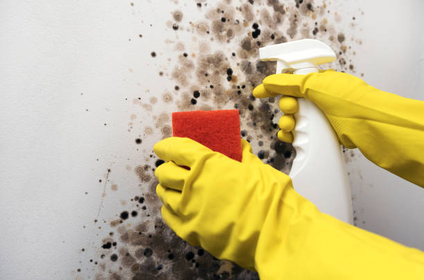 Best Residential Mold Remediation in Buckley, WA