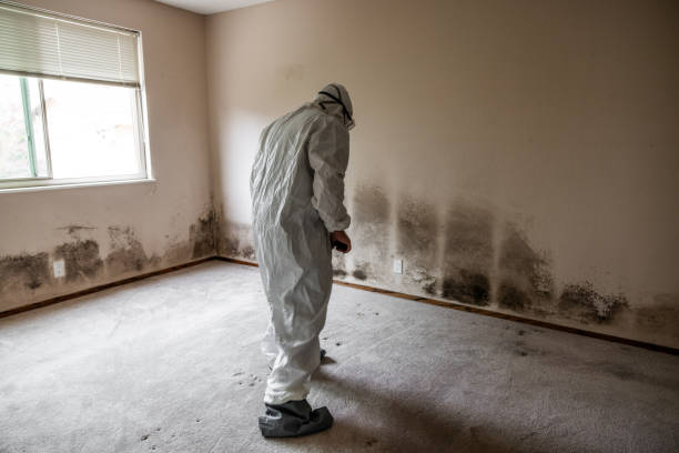 Best Black Mold Remediation in Buckley, WA